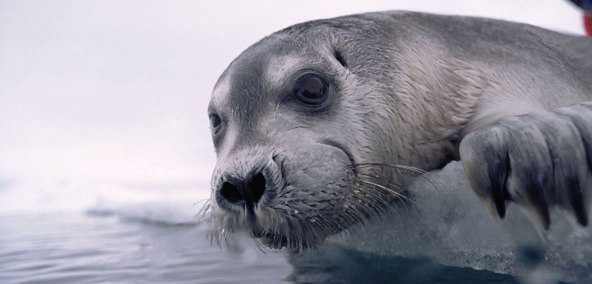 Белый медведь Ледовитый океан