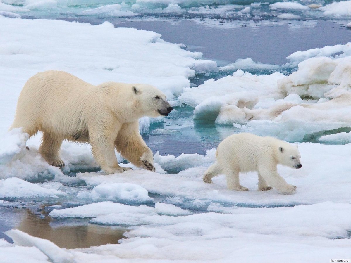 Животные Северного Ледовитого океана