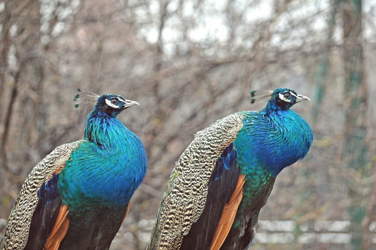 Павлины стая