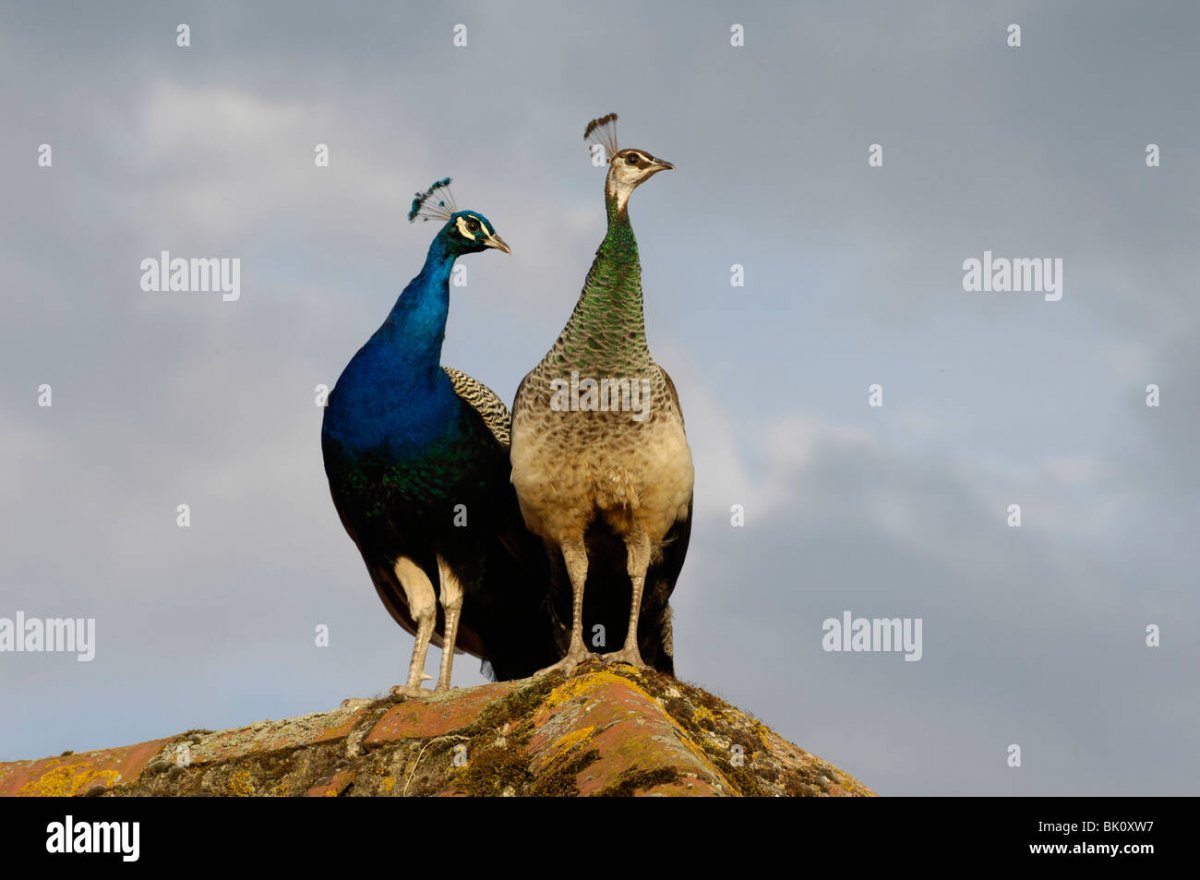 Павлин самка и самец