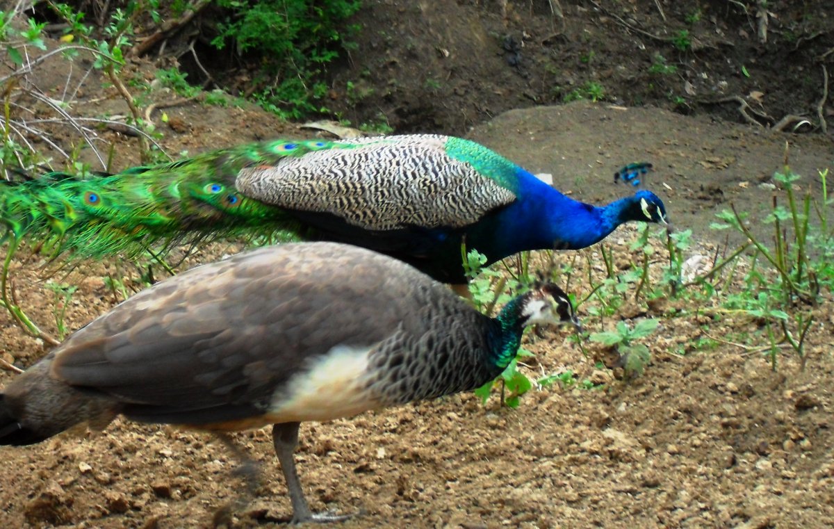 Молодая самка павлина