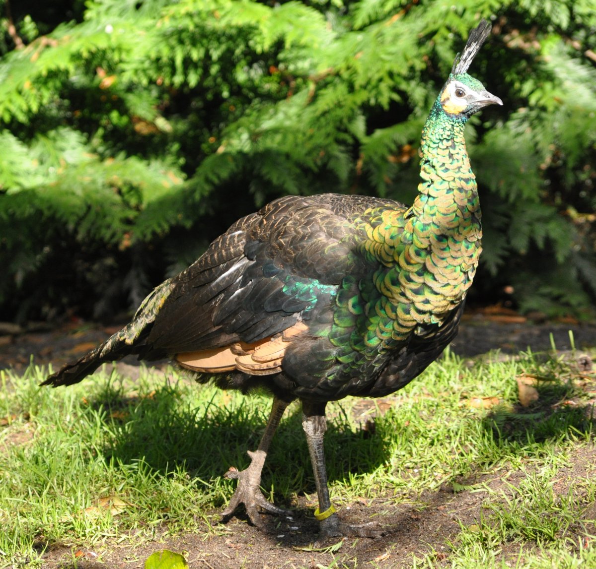 Яванский Павлин