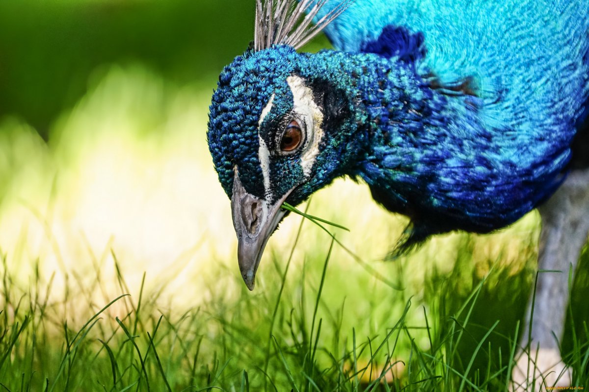 Нелетающие птицы Павлин