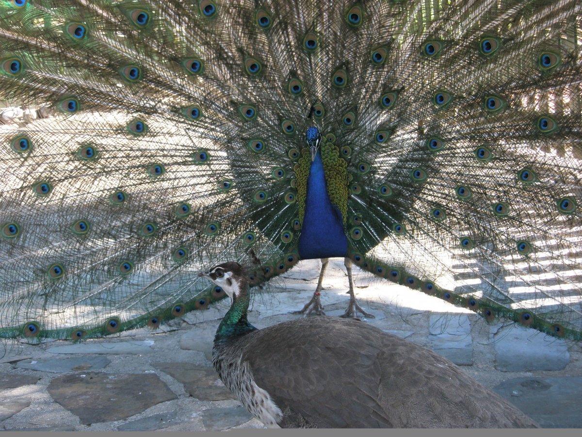 Павлин Ленинградский зоопарк