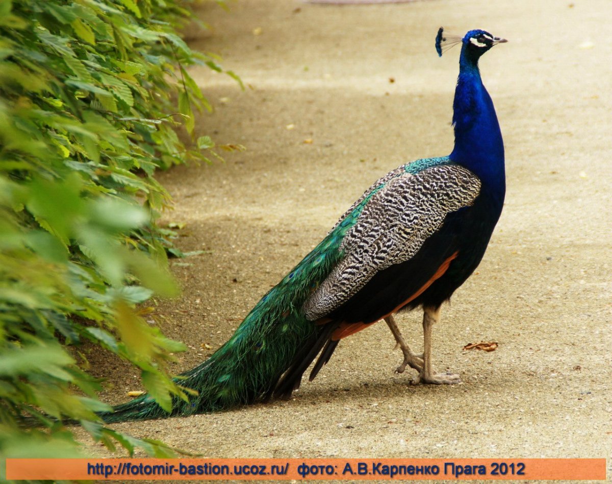 Хвост самки павлина