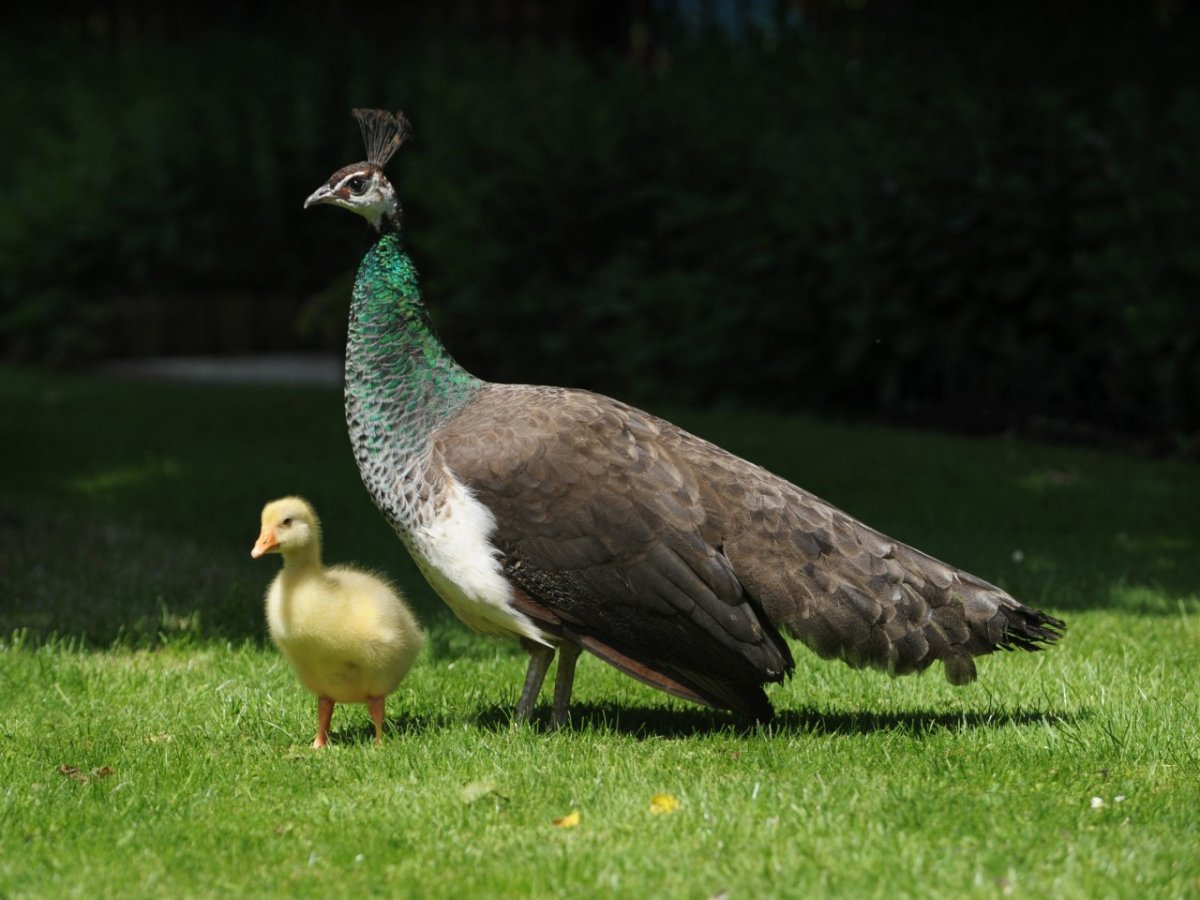 Павлин самка и самец