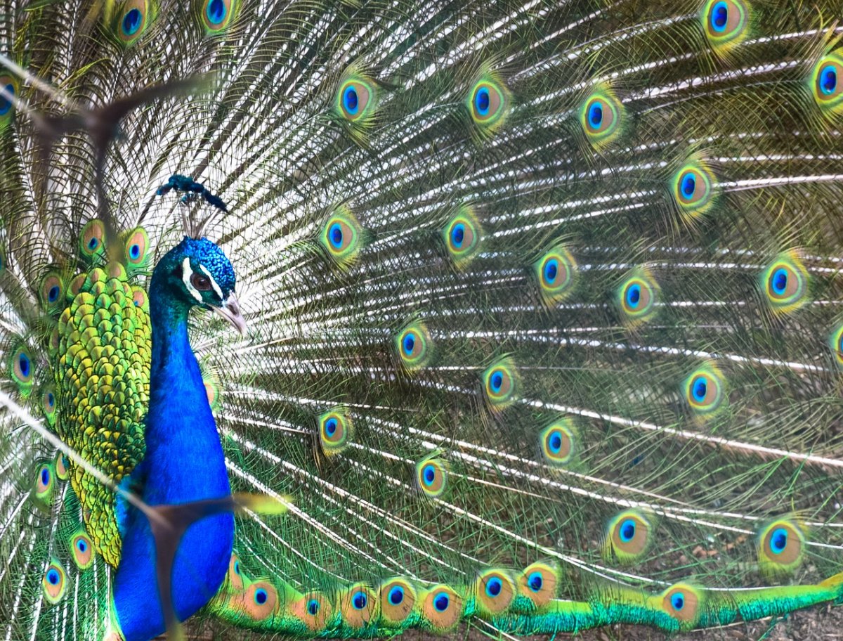 Павлин палевый