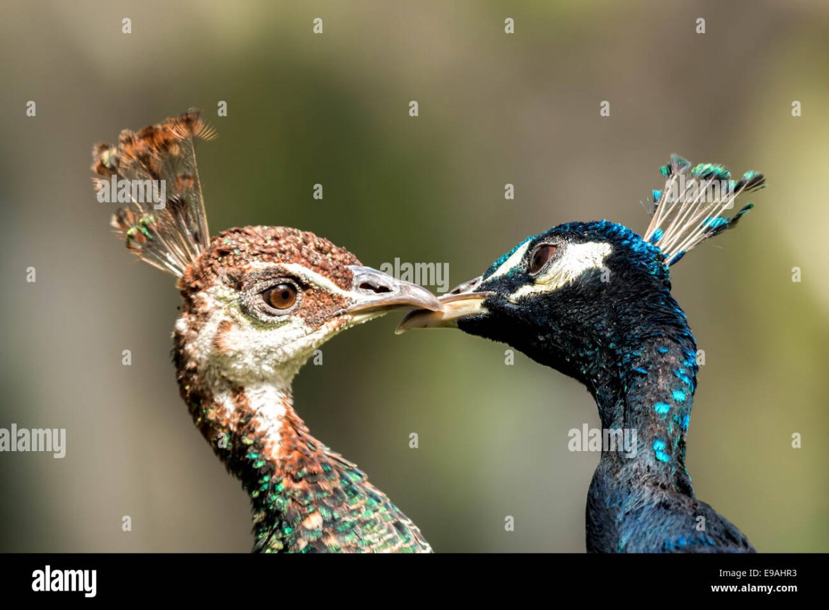 Самка и самец павлина диморфизм