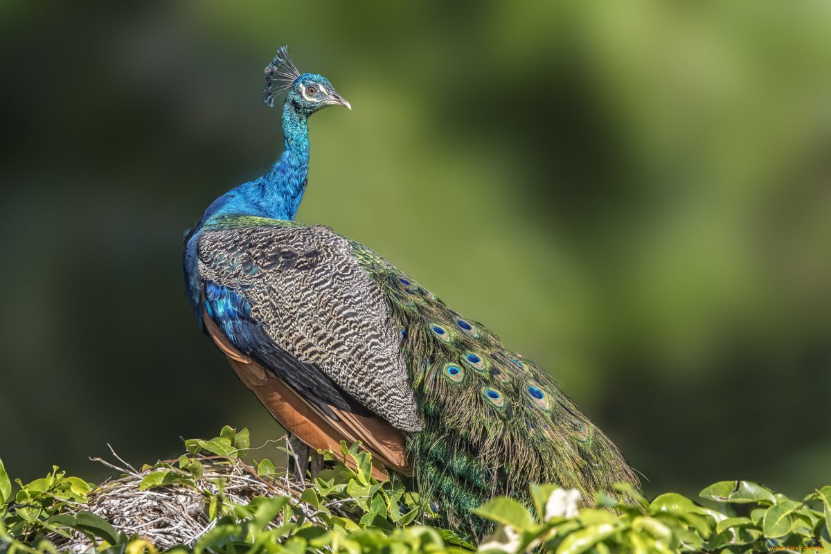 Нелетающие птицы Павлин