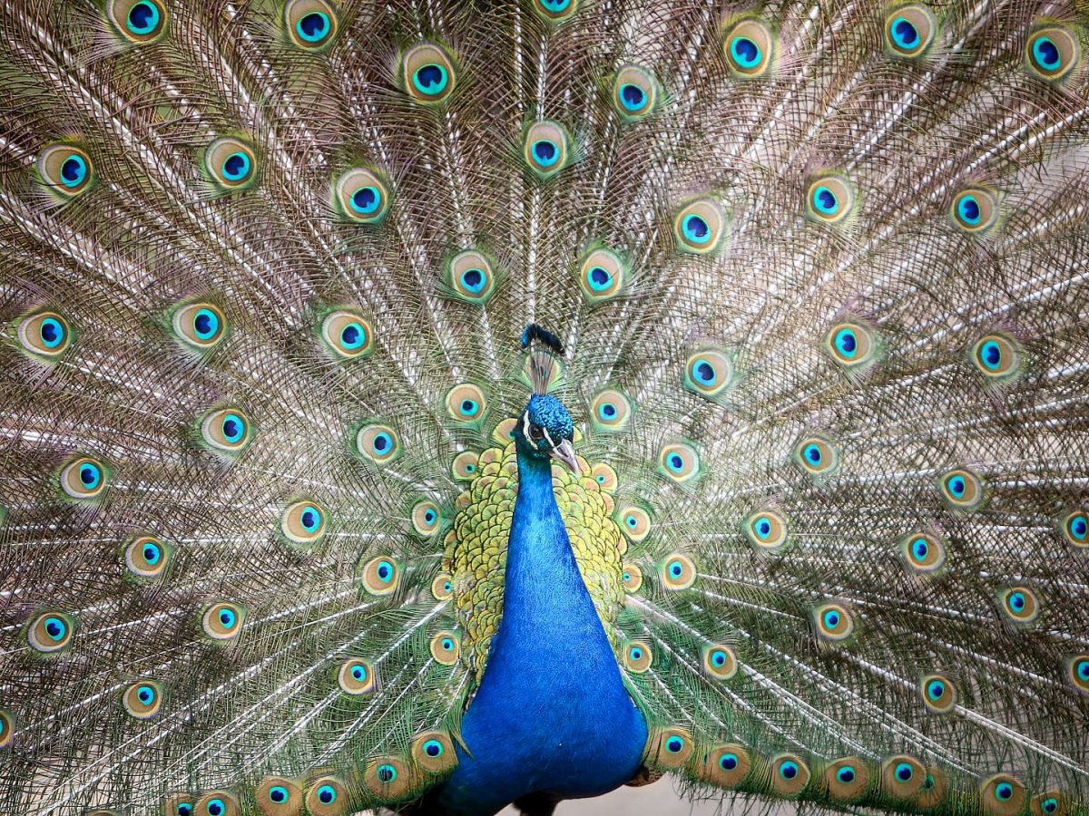 Индийский Павлин самка