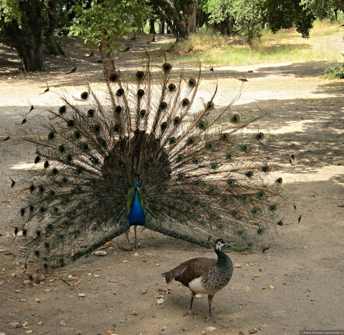 Филеримос Родос Павлины