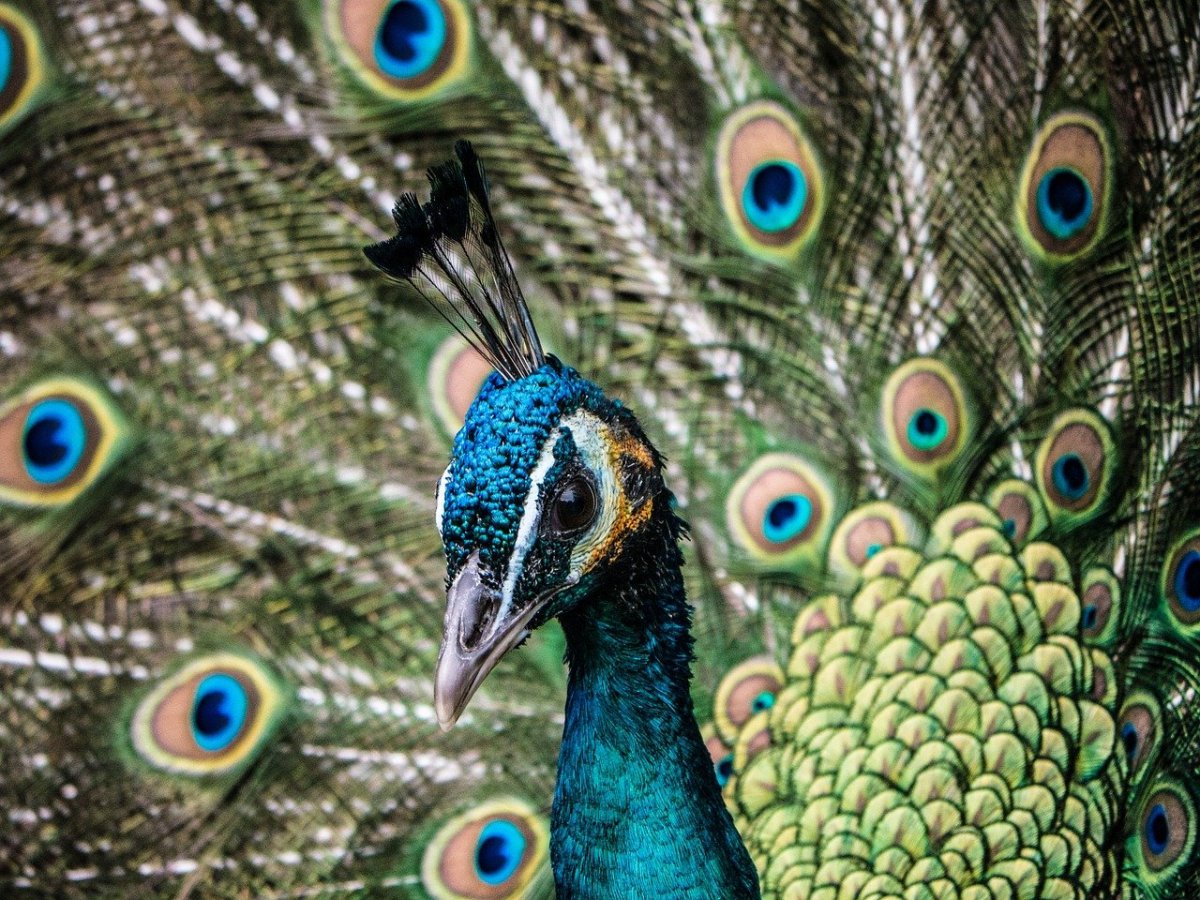 Peafowl когти