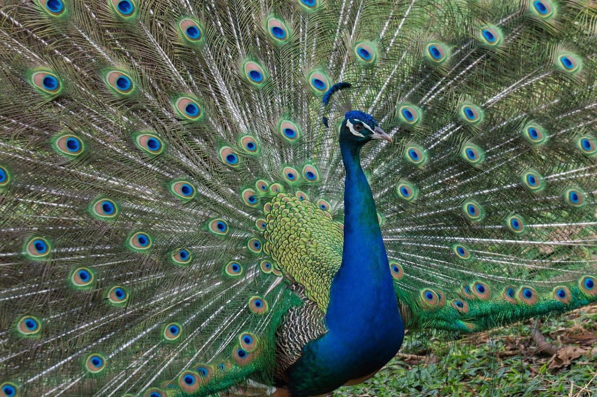 Павлин самец