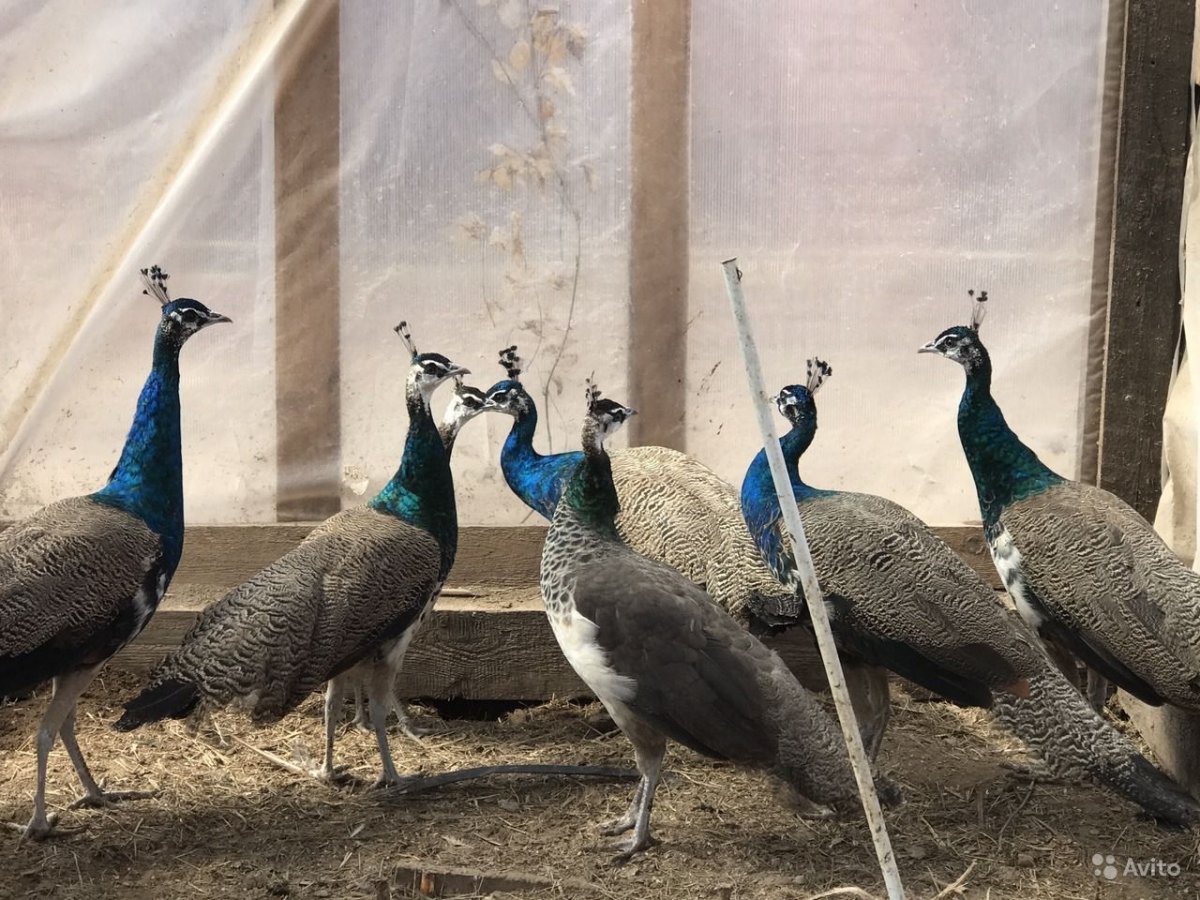 Годовалый самец павлина