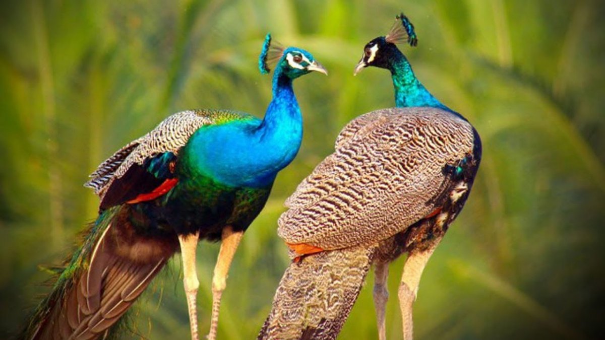 Пара павлинов в природе