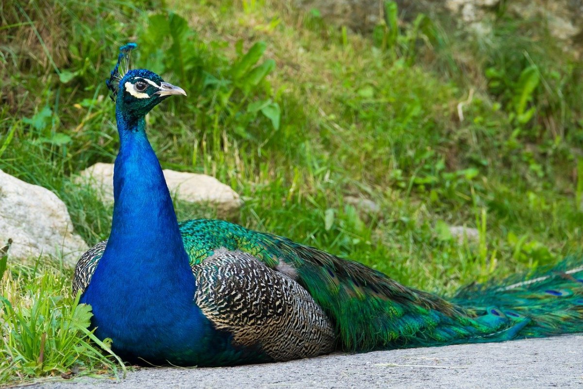 Павлины самка Peacock