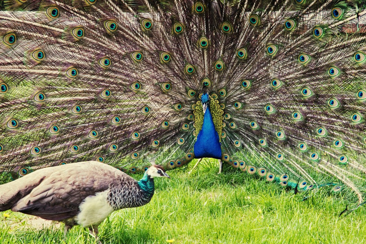 Брачные игры павлина