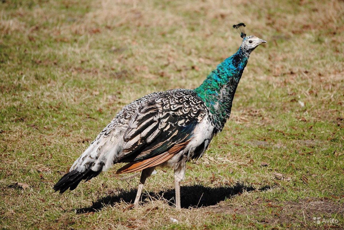 Павлины самка Peacock
