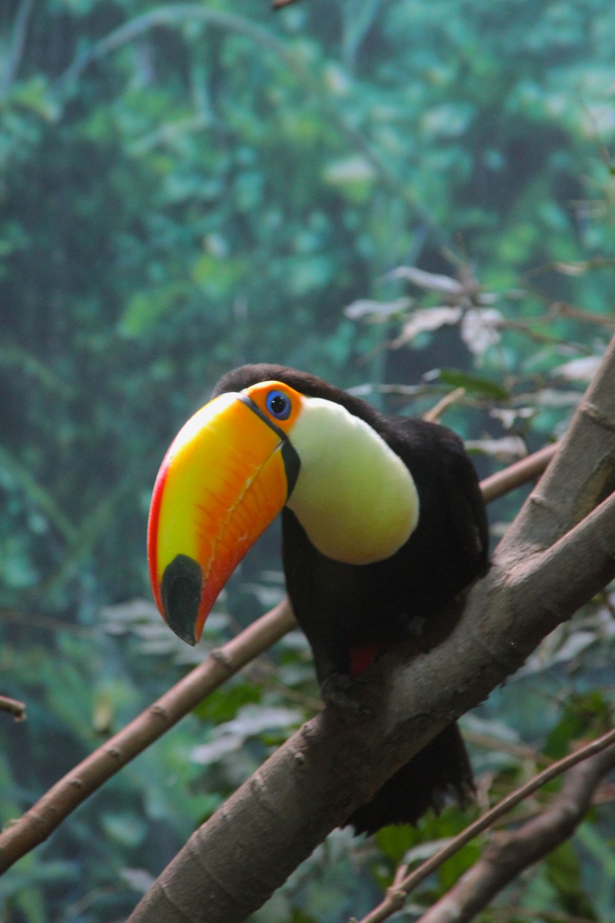 Тукан Южная Америка