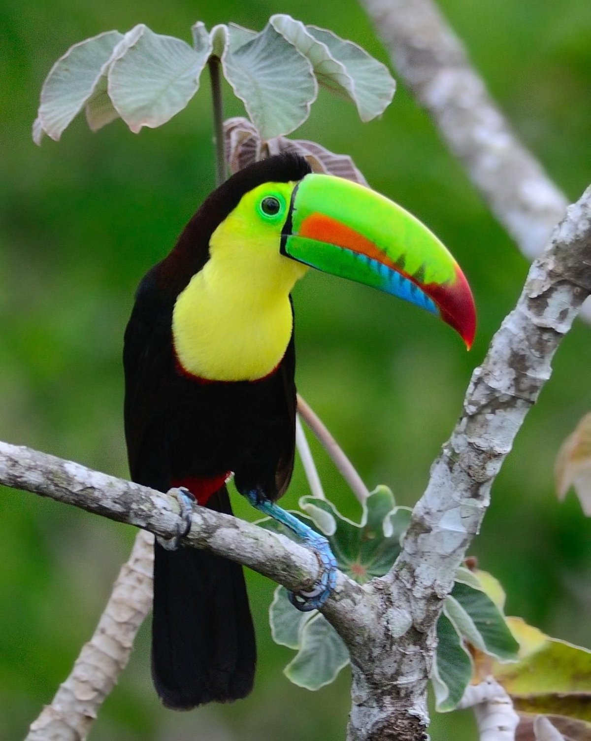 Красноклювый Тукан