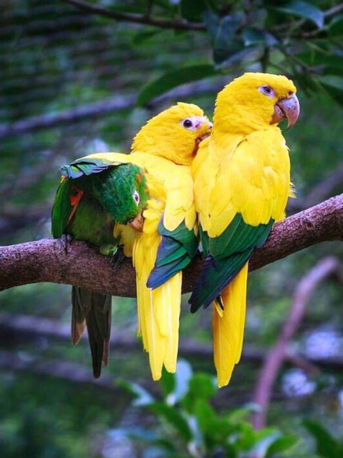 Золотые аратинги попугаи