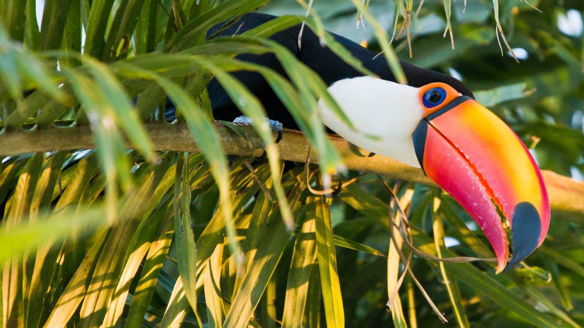 Сельва Амазон птица