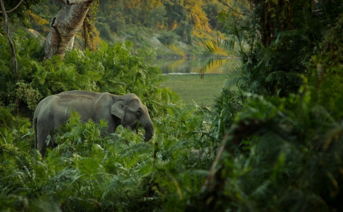 Тропические леса Индии слоны