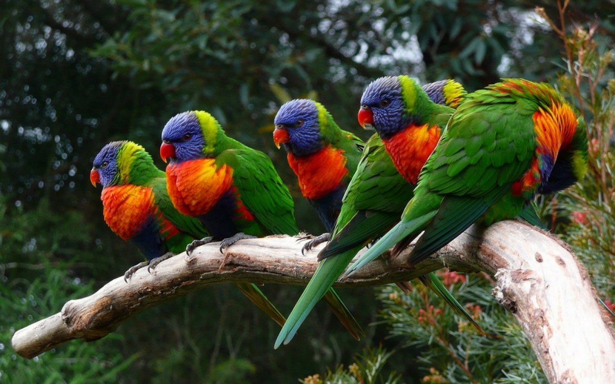 Многоцветные лорикет стая