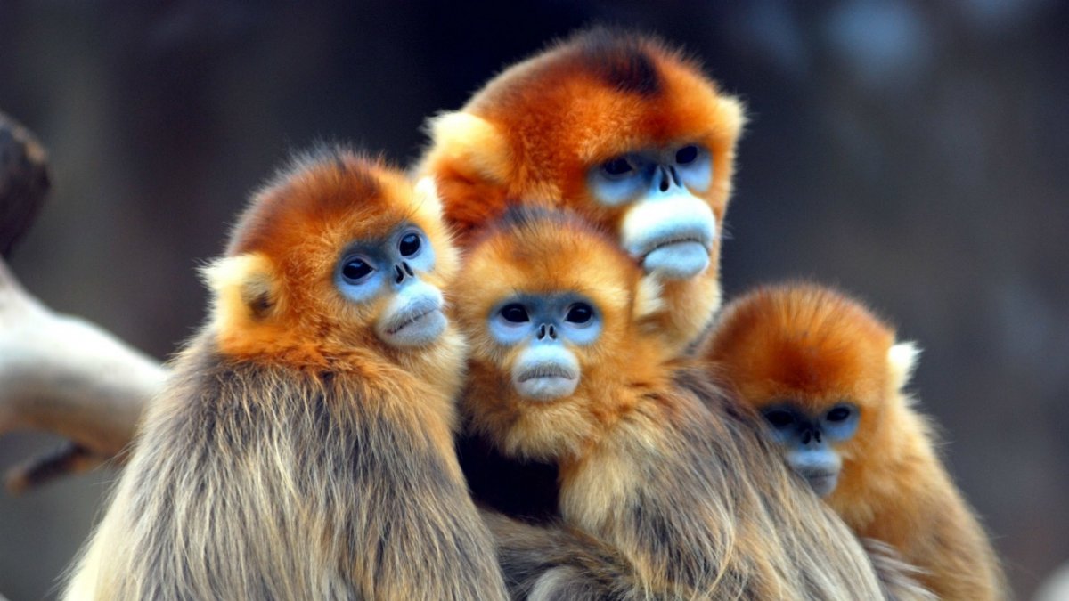 Обезьяна Рокселланов ринопитек