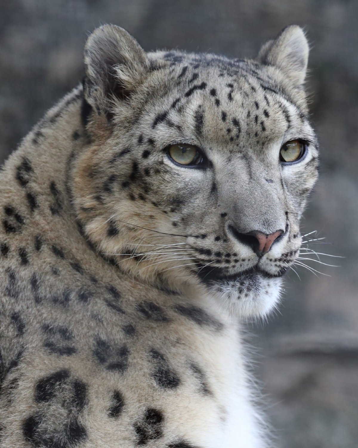 Снежный Барс в Таджикистане