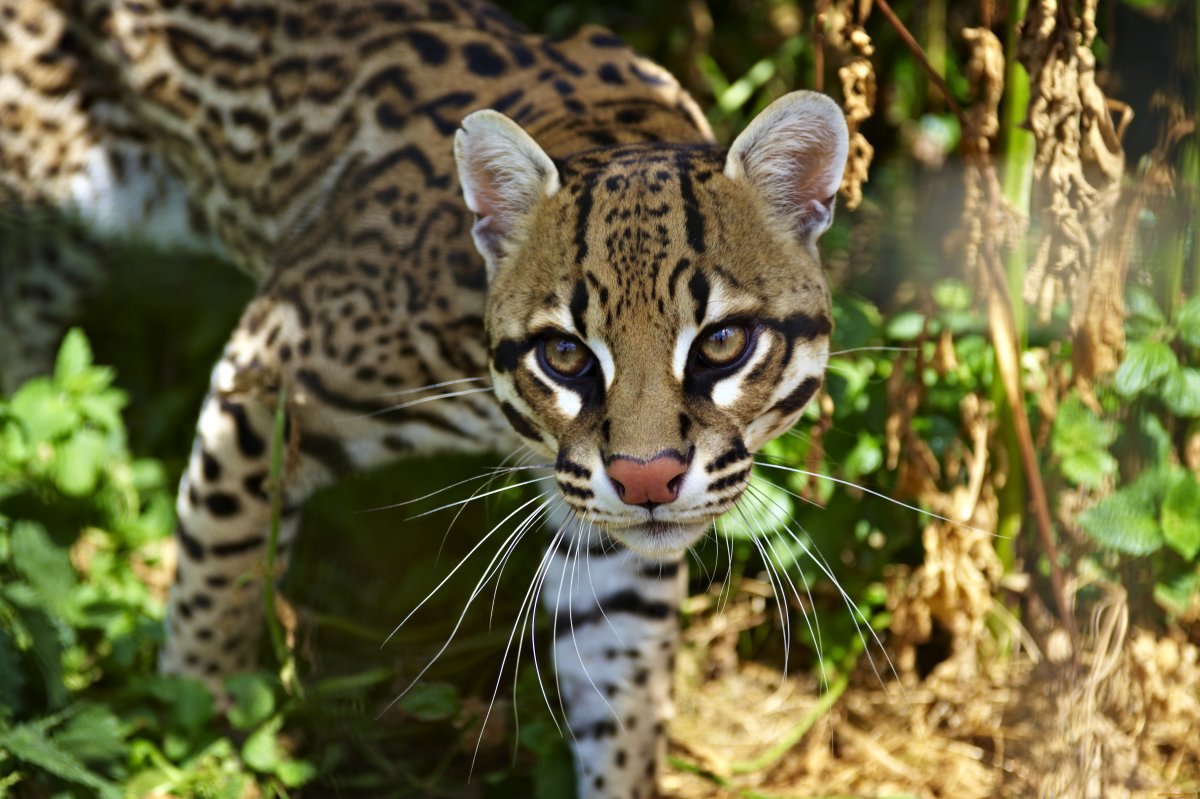 Оцелот тигробыль