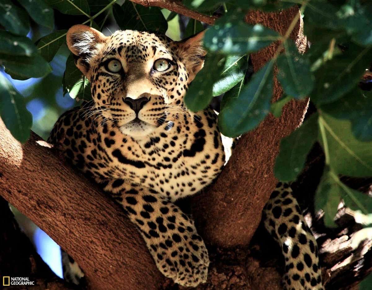 Индокитайский леопард