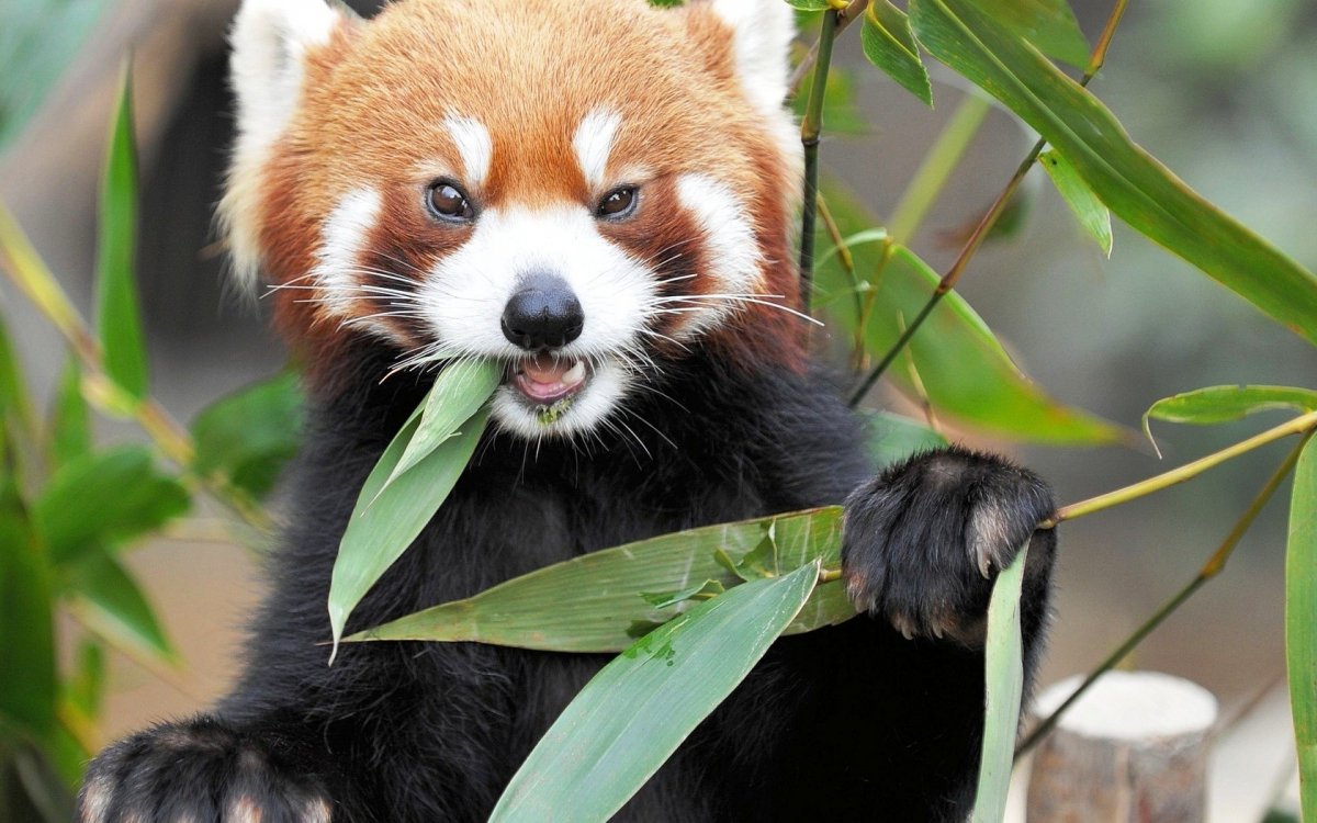 Red Panda малая Панда