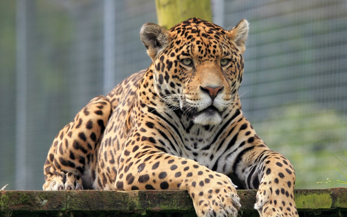 Ягуар животное