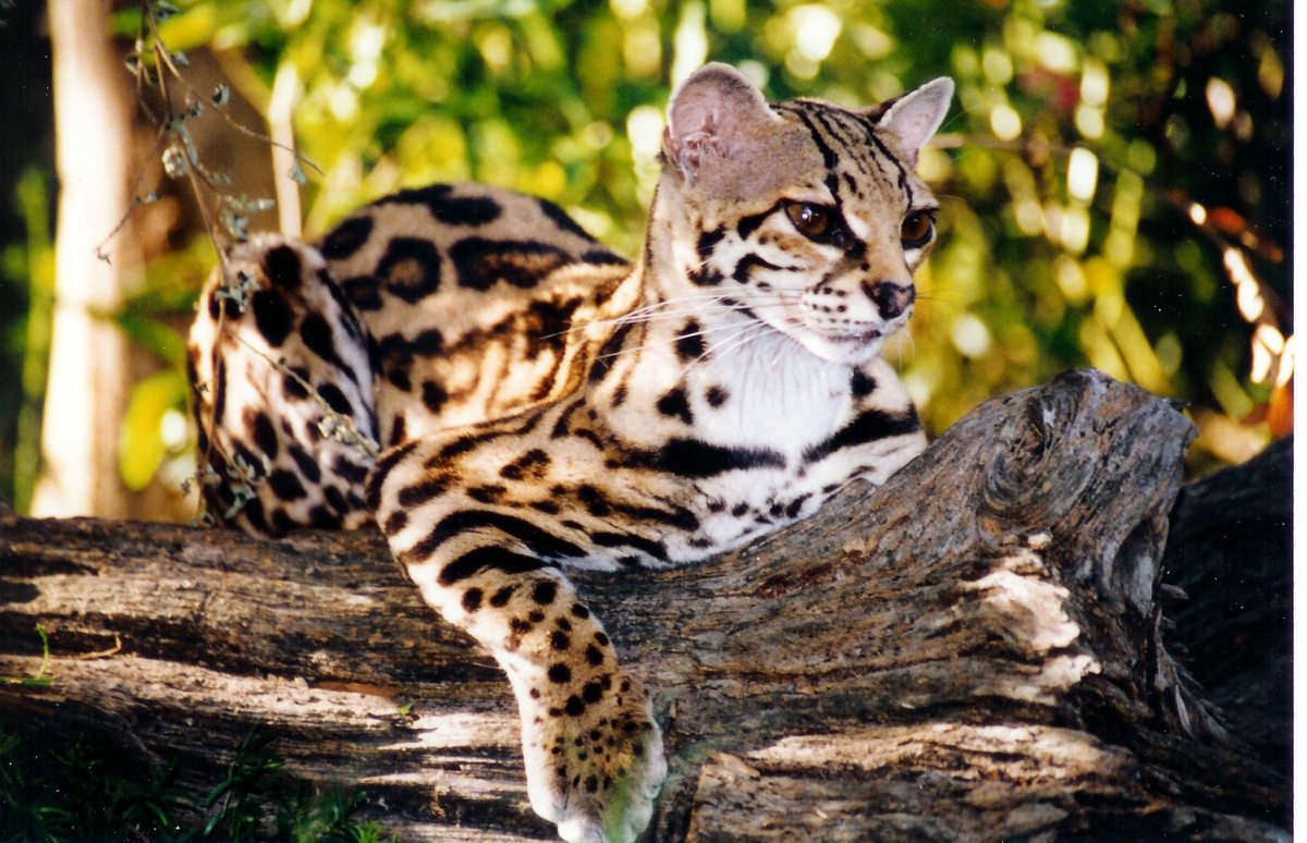 Оцелот, онцилла, Маргай