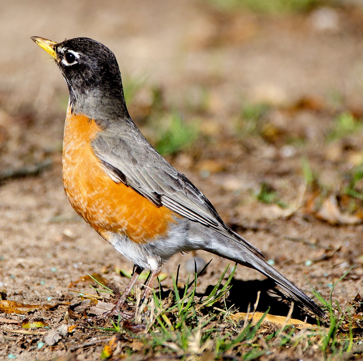 Юрок птица фото