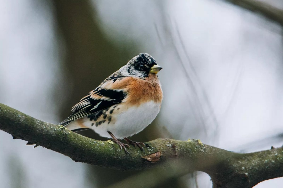 Чириканье птиц