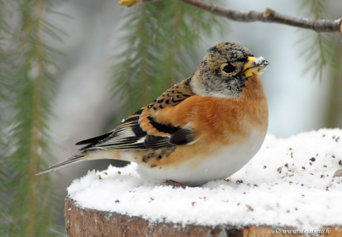 Юрок в тайге