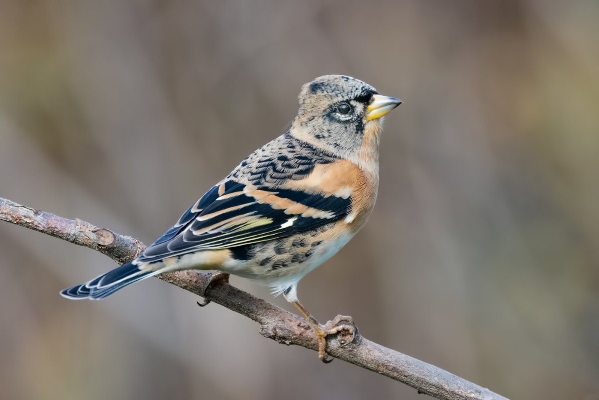 Юрок птица фото