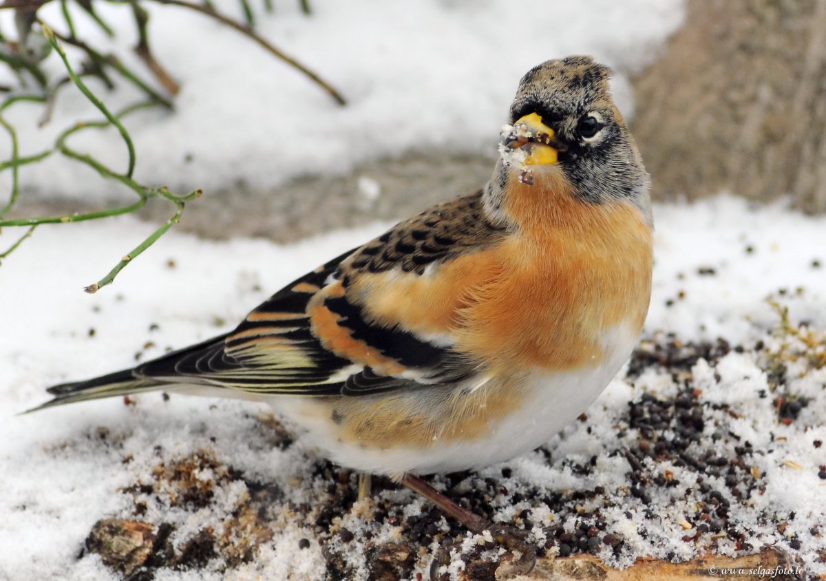 Вьюрок обыкновенный самец