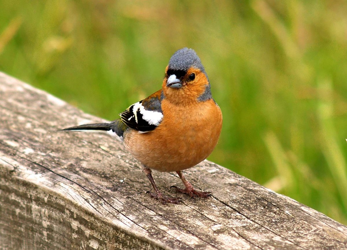 Подкрапивники птицы фото