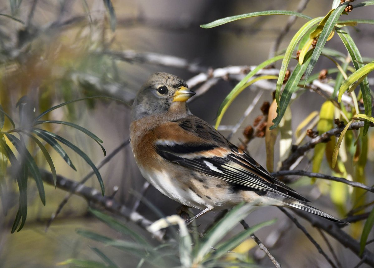 Птичка кенар