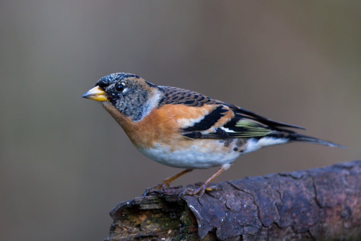 Вьюрок Зяблик