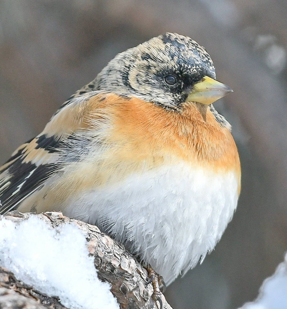 Маленькая юркая птичка