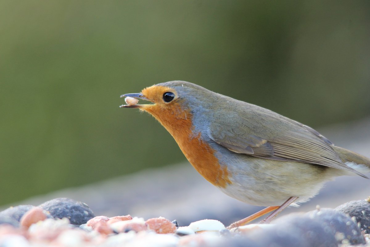 Птицы Зарянка Зяблик Дрозд