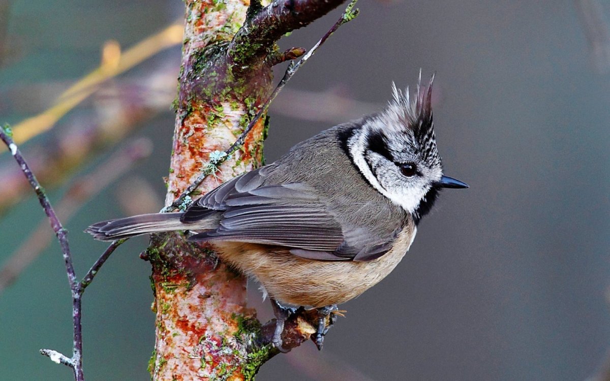 Ортолан птица