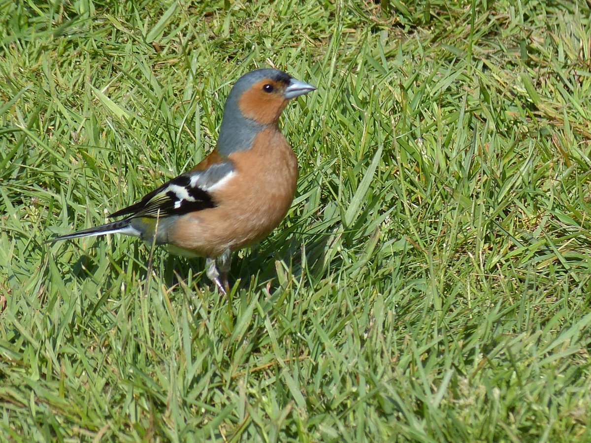 Зяблик птичка певчая