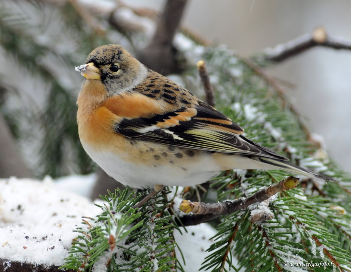 Зяблик Юрок