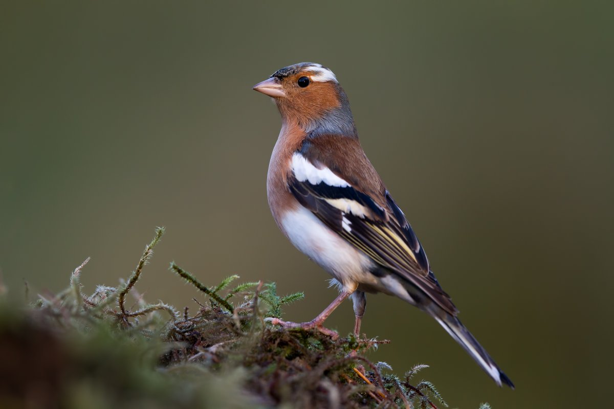 Зяблик Юрок