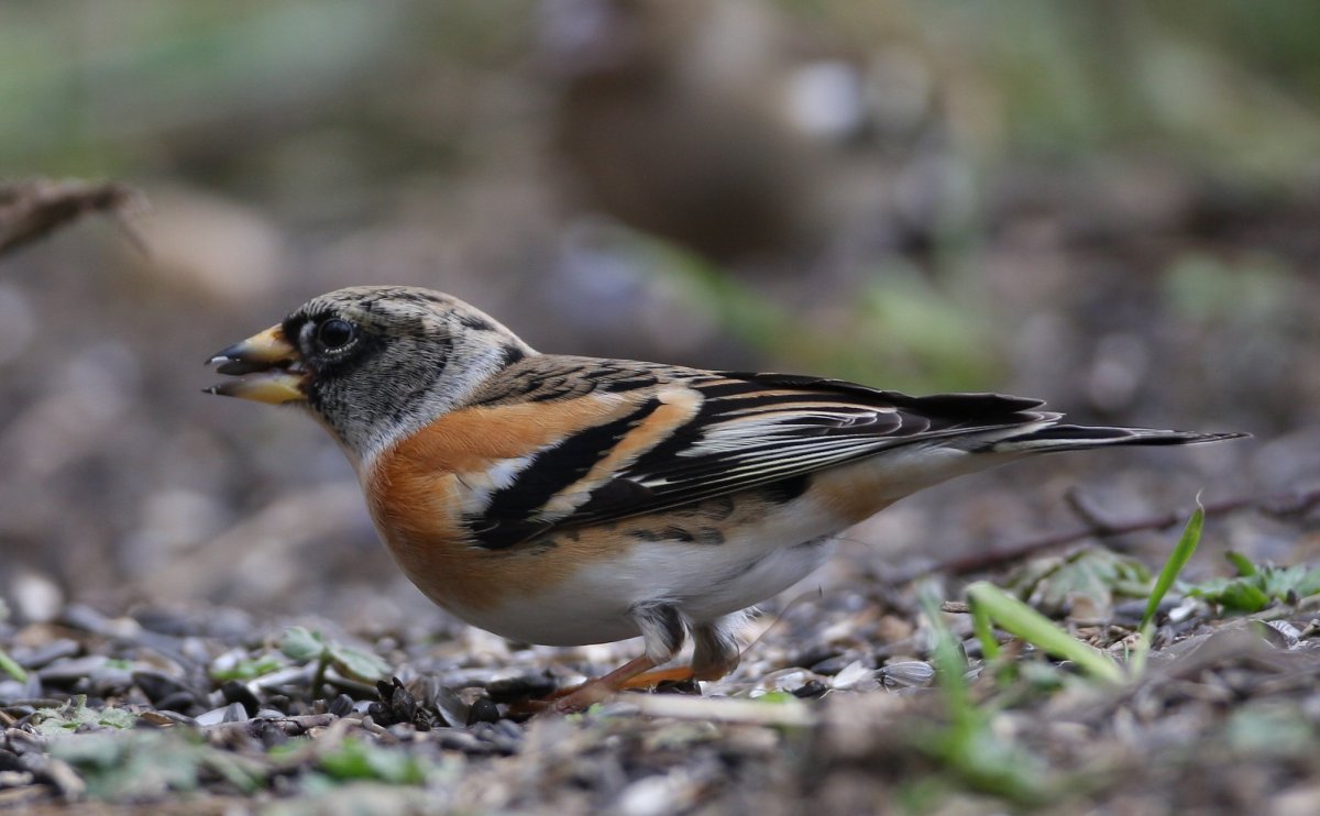 Клюв зяблика